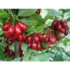 Corniolo "Cornus Mas" Pianta In Vaso 14 Cm H. 40/60 Cm