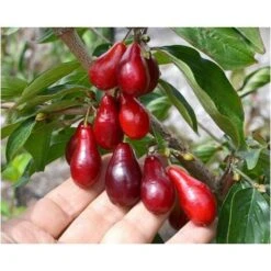 Corniolo "Cornus Mas" Pianta In Vaso 14 Cm H. 40/60 Cm -Negozio al dettaglio Evergreen 20296604 3