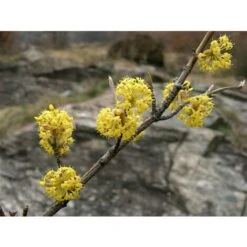 Corniolo "Cornus Mas" Pianta In Vaso 14 Cm H. 40/60 Cm -Negozio al dettaglio Evergreen 20296604 4