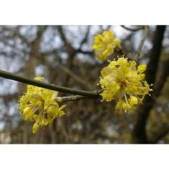 Corniolo "Cornus Mas" Pianta In Vaso 14 Cm H. 40/60 Cm -Negozio al dettaglio Evergreen 20296604 5