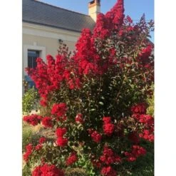 Lagerstroemia Indica Rossa "Dynamite" Pianta In Vaso 13 Cm -Negozio al dettaglio Evergreen 20296607 3