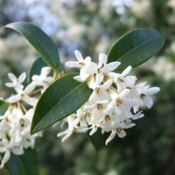 Osmanto "Osmanthus X Burkwoodii" Pianta Da Siepe In Vaso 11 Cm -Negozio al dettaglio Evergreen 20296613 3