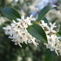 Osmanto "Osmanthus X Burkwoodii" Pianta Da Siepe In Vaso 11 Cm -Negozio al dettaglio Evergreen 20296613 4