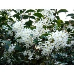 Osmanto "Osmanthus X Burkwoodii" Pianta Da Siepe In Vaso 11 Cm -Negozio al dettaglio Evergreen 20296613 5