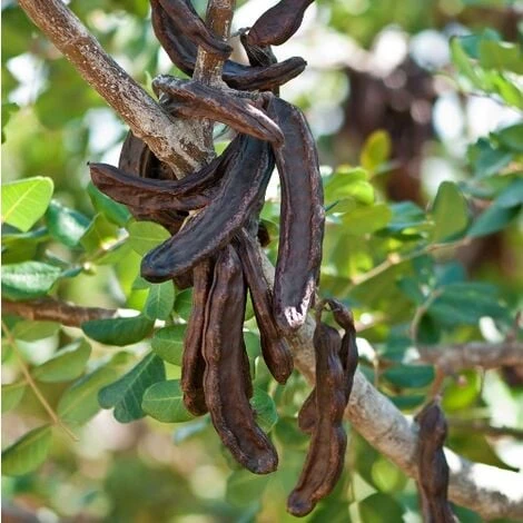 Carrubo "Ceratonia Siliqua" Pianta Da Frutto In Vaso 9 Cm 1 Carrubo "Ceratonia Siliqua" Pianta Da Frutto In Vaso 9 Cm