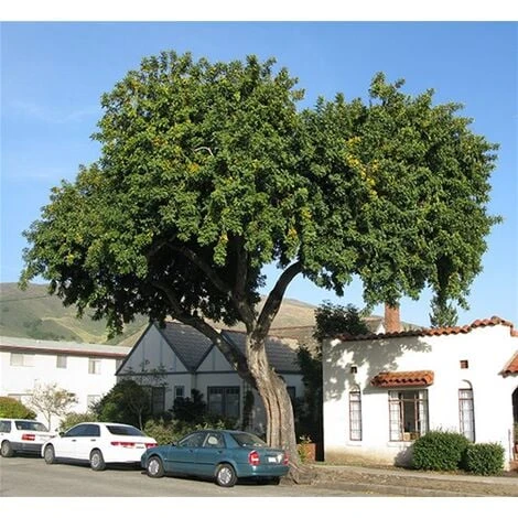 Carrubo "Ceratonia Siliqua" Pianta Da Frutto In Vaso 9 Cm 2 Carrubo "Ceratonia Siliqua" Pianta Da Frutto In Vaso 9 Cm - immagine 2