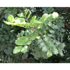 Carrubo "Ceratonia Siliqua" Pianta Da Frutto In Vaso 9 Cm 7 Carrubo "Ceratonia Siliqua" Pianta Da Frutto In Vaso 9 Cm -Negozio al dettaglio Evergreen 20358145 3