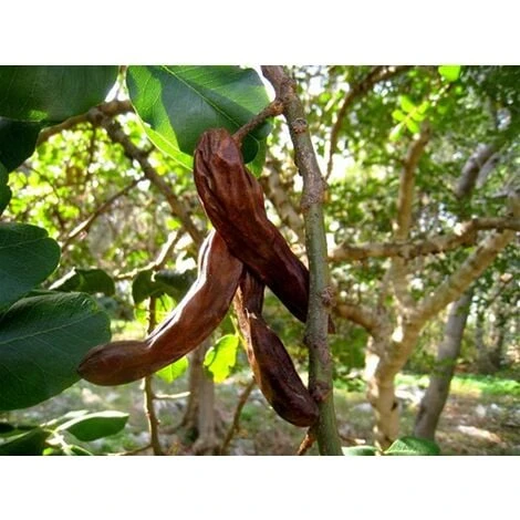 Carrubo "Ceratonia Siliqua" Pianta Da Frutto In Vaso 9 Cm 4 Carrubo "Ceratonia Siliqua" Pianta Da Frutto In Vaso 9 Cm - immagine 4