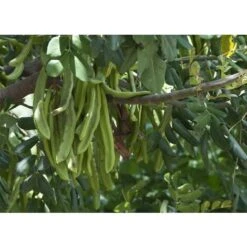 Carrubo "Ceratonia Siliqua" Pianta Da Frutto In Vaso 9 Cm 9 Carrubo "Ceratonia Siliqua" Pianta Da Frutto In Vaso 9 Cm -Negozio al dettaglio Evergreen 20358145 5