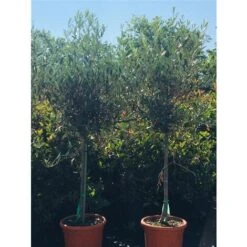 Ulivo Olivo Olea Europea In Vaso 10 Litri FOTO REALI -Negozio al dettaglio Evergreen 20446128 3