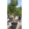 Ulivo Olivo "Olea Europea" Bonsai In Vaso 130 L Circ. Tronco 60/70 Cm FOTO REALI