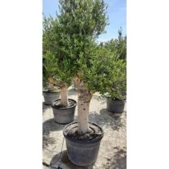 Ulivo Olivo "Olea Europea" Bonsai In Vaso 130 L Circ. Tronco 60/70 Cm FOTO REALI