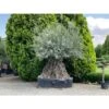 Ulivo Olivo "Olea Europea" Bonsai Secolare Circ. Tronco 275/300 Cm FOTO REALI