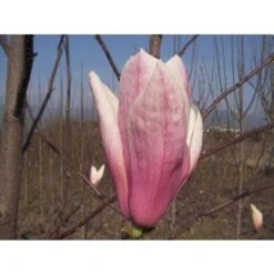 Magnolia Giapponese "Magnolia Soulangeana Heaven Scent" Pianta In Vaso 16 Cm H. 60/80 Cm -Negozio al dettaglio Evergreen 20493230 4