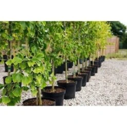 Ginkgo Biloba Pianta In Vaso 9 Cm -Negozio al dettaglio Evergreen 20493240 3