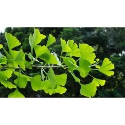 Ginkgo Biloba Pianta In Vaso 9 Cm -Negozio al dettaglio Evergreen 20493240 4
