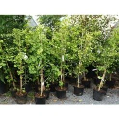 Ginkgo Biloba Pianta In Vaso 9 Cm -Negozio al dettaglio Evergreen 20493240 5