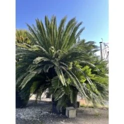 Cicas "Cycas Revoluta" Palma Pianta In Vaso 19 Cm -Negozio al dettaglio Evergreen 20650413 3