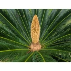 Cicas "Cycas Revoluta" Palma Pianta In Vaso 19 Cm -Negozio al dettaglio Evergreen 20650413 4