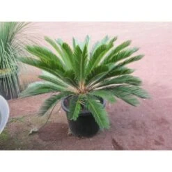 Cicas "Cycas Revoluta" Palma Pianta In Vaso 19 Cm -Negozio al dettaglio Evergreen 20650413 5
