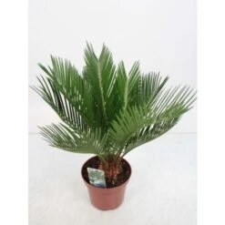 Cicas "Cycas Revoluta" Palma Pianta In Vaso 14 Cm -Negozio al dettaglio Evergreen 20650424 3