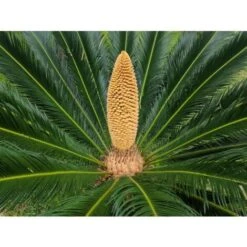 Cicas "Cycas Revoluta" Palma Pianta In Vaso 40 Cm -Negozio al dettaglio Evergreen 20650439 4