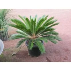 Cicas "Cycas Revoluta" Palma Pianta In Vaso 40 Cm -Negozio al dettaglio Evergreen 20650439 5