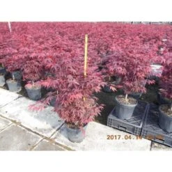 Acero Rosso Giapponese "Acer Palmatum Fireglow" Pianta In Vaso Da 2 Litri -Negozio al dettaglio Evergreen 20920958 4