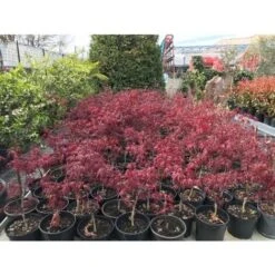 Acero Rosso Giapponese "Acer Palmatum Fireglow" Pianta In Vaso Da 2 Litri -Negozio al dettaglio Evergreen 20920958 5
