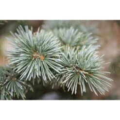 Cedro Dell'Atlante "Cedrus Atlantica" Pianta In Vaso 17 H. 70/90 Cm -Negozio al dettaglio Evergreen 22005135 3