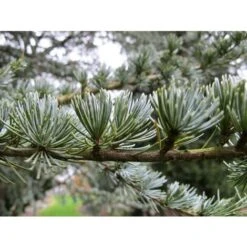 Cedro Dell'Atlante "Cedrus Atlantica" Pianta In Vaso 17 H. 70/90 Cm -Negozio al dettaglio Evergreen 22005135 4