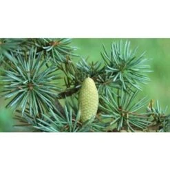 Cedro Dell'Atlante "Cedrus Atlantica" Pianta In Vaso 17 H. 70/90 Cm -Negozio al dettaglio Evergreen 22005135 5