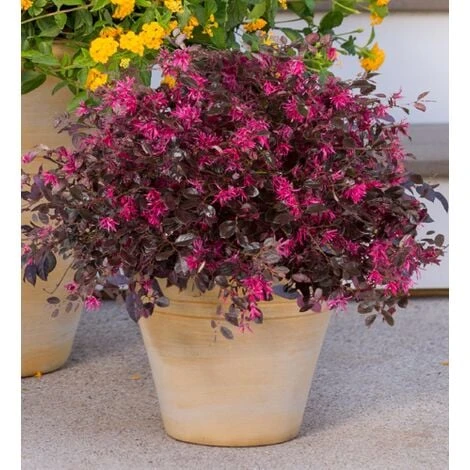 Loropetalum Chinense Pianta A Cespuglio In Vaso 9x9 Cm 2 Loropetalum Chinense Pianta A Cespuglio In Vaso 9x9 Cm - immagine 2