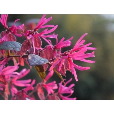 Loropetalum Chinense Pianta A Cespuglio In Vaso 9x9 Cm 3 Loropetalum Chinense Pianta A Cespuglio In Vaso 9x9 Cm - immagine 3