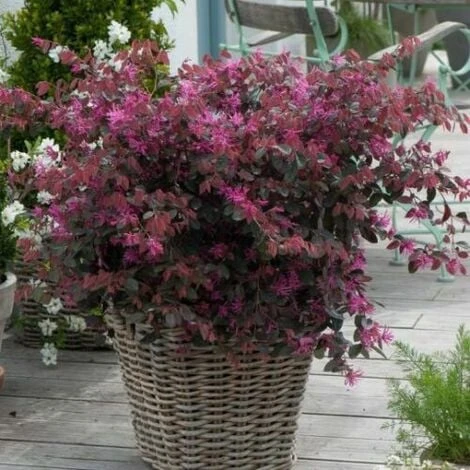 Loropetalum Chinense Pianta A Cespuglio In Vaso 9x9 Cm 4 Loropetalum Chinense Pianta A Cespuglio In Vaso 9x9 Cm - immagine 4