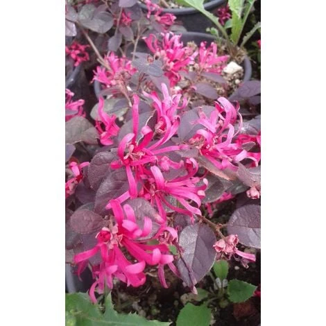 Loropetalum Chinense Pianta A Cespuglio In Vaso 9x9 Cm 5 Loropetalum Chinense Pianta A Cespuglio In Vaso 9x9 Cm - immagine 5