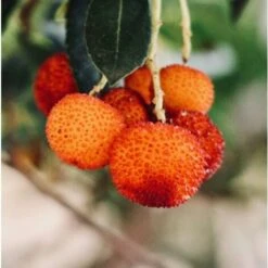 Corbezzolo "Arbutus Unedo" Pianta In Vaso Biodegradabile -Negozio al dettaglio Evergreen 23744026 5