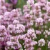 Lavandula Angustifolia "Rosea"
