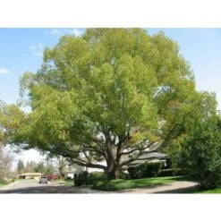 Canfora "Cinnamomum Camphora" Pianta In Vaso H. 160/180 Cm