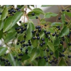 Canfora "Cinnamomum Camphora" Pianta In Vaso H. 160/180 Cm 7 Canfora "Cinnamomum Camphora" Pianta In Vaso H. 160/180 Cm -Negozio al dettaglio Evergreen 23775719 3