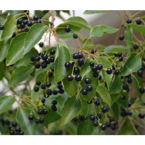 Canfora "Cinnamomum Camphora" Pianta In Vaso H. 160/180 Cm 3 Canfora "Cinnamomum Camphora" Pianta In Vaso H. 160/180 Cm - immagine 3