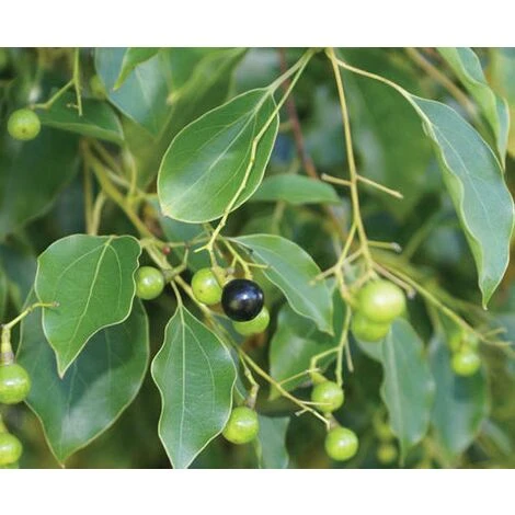 Canfora "Cinnamomum Camphora" Pianta In Vaso H. 160/180 Cm 5 Canfora "Cinnamomum Camphora" Pianta In Vaso H. 160/180 Cm - immagine 5