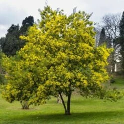 Mimosa "Acacia Dealbata" Pianta In Vaso Biodegradabile Ca. H. 50 Cm 7 Mimosa "Acacia Dealbata" Pianta In Vaso Biodegradabile Ca. H. 50 Cm -Negozio al dettaglio Evergreen 23813829 3