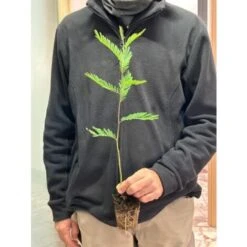 Mimosa "Acacia Dealbata" Pianta In Vaso Biodegradabile Ca. H. 50 Cm 8 Mimosa "Acacia Dealbata" Pianta In Vaso Biodegradabile Ca. H. 50 Cm -Negozio al dettaglio Evergreen 23813829 4