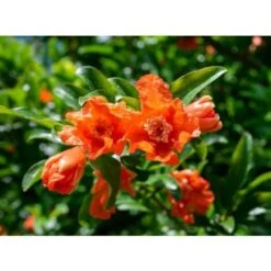 Melograno Da Frutto "Punica Granatum Wonderful" Pianta In Vaso H. 150 Cm -Negozio al dettaglio Evergreen 23854455 3