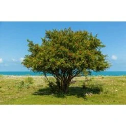 Melograno Da Frutto "Punica Granatum Wonderful" Pianta In Vaso H. 150 Cm -Negozio al dettaglio Evergreen 23854455 4