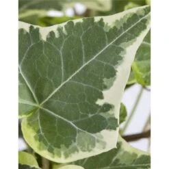 Edera Variegata "Hedera Helix White Wonder" Pianta In Vaso H. 60/80 Cm Con Canna -Negozio al dettaglio Evergreen 24096874 5