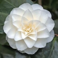Camelia Bianca "Camellia Japonica Purity" Pianta In Vaso 17 Cm