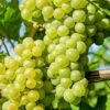Uva Da Tavola Bianca "Italia"