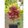 Acero Rosso Giapponese "Acer Palmatum Shaina" Pianta In Vaso 20 Cm